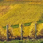 Western Le Relais Du Vigneron Blancs-Coteaux