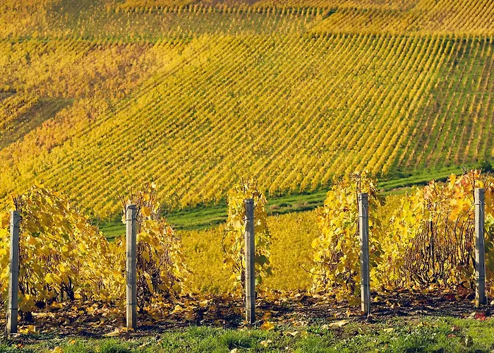 Western Le Relais Du Vigneron וורטי